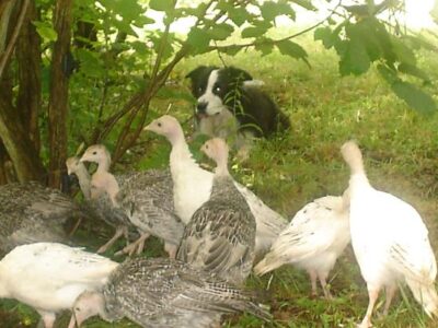 Nuts About Nuts Image